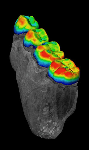 MicroCT-based virtual model of a 3.3 million year old fossil lower jaw from Ethiopia showing the relative thickness of enamel on the back teeth. (Photo by Dr Matthew Skinner.)