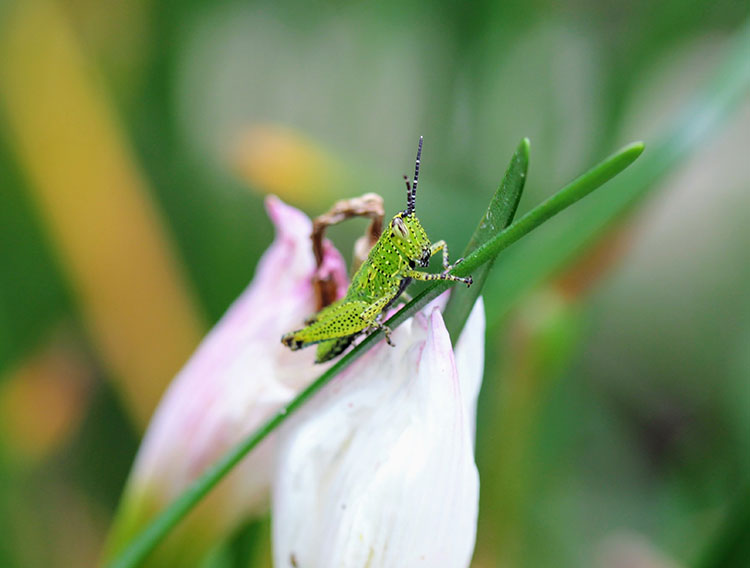 Grasshopper on a blade of grass in front of white flower petals