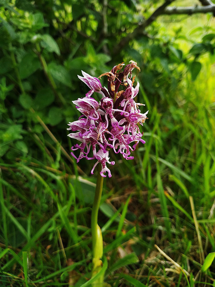 Purple monkey orchid flourishing in the wild.