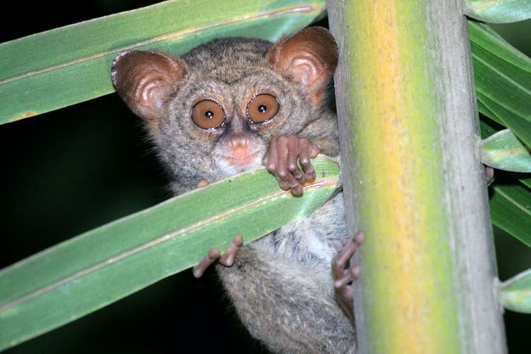 The Sangihe Tarsier, one of the species whose forest habitat is threatened by the expansion of coconut cultivation.
