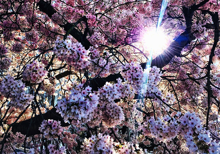 Sunlight peeping through cherry blossoms