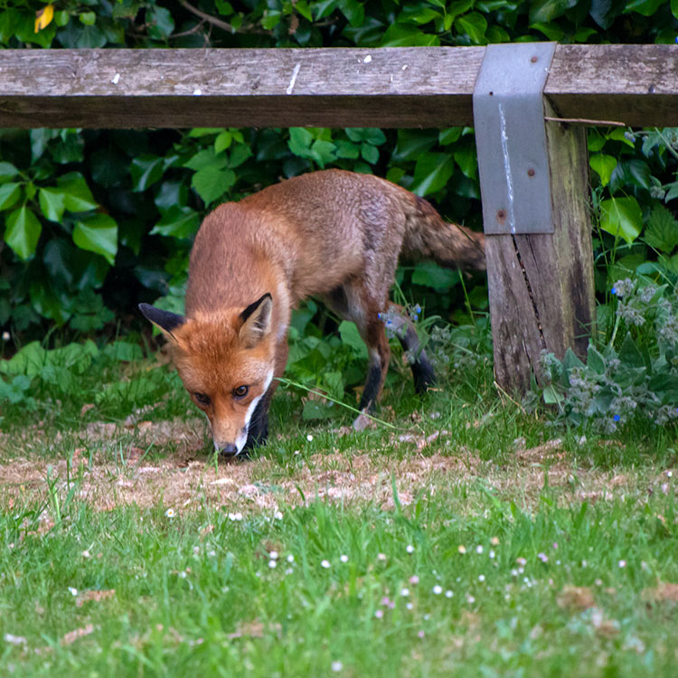 Fox sneaking onto a lawn underneath a wooden fence