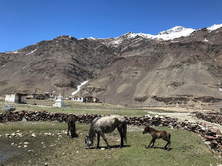 A Himalayan farm with livestock grazing