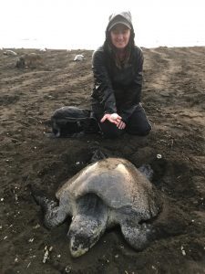 Dr Helen Pheasey holding a decoy egg on the beach with a sea turtle