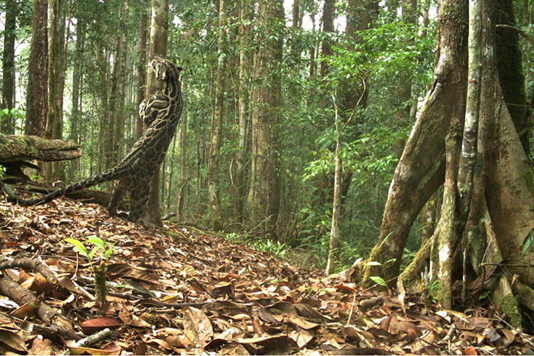 Camera trap image of leopard in Borneo forest