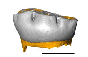Computer-generated reconstruction of a Neanderthal milk tooth