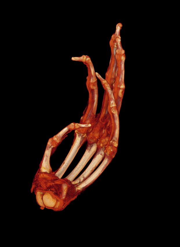 A high resolutuion image of a chimpanzee's hand generated by the Diondo D scanner, shows the intricacy and detail the scanner is capable of.