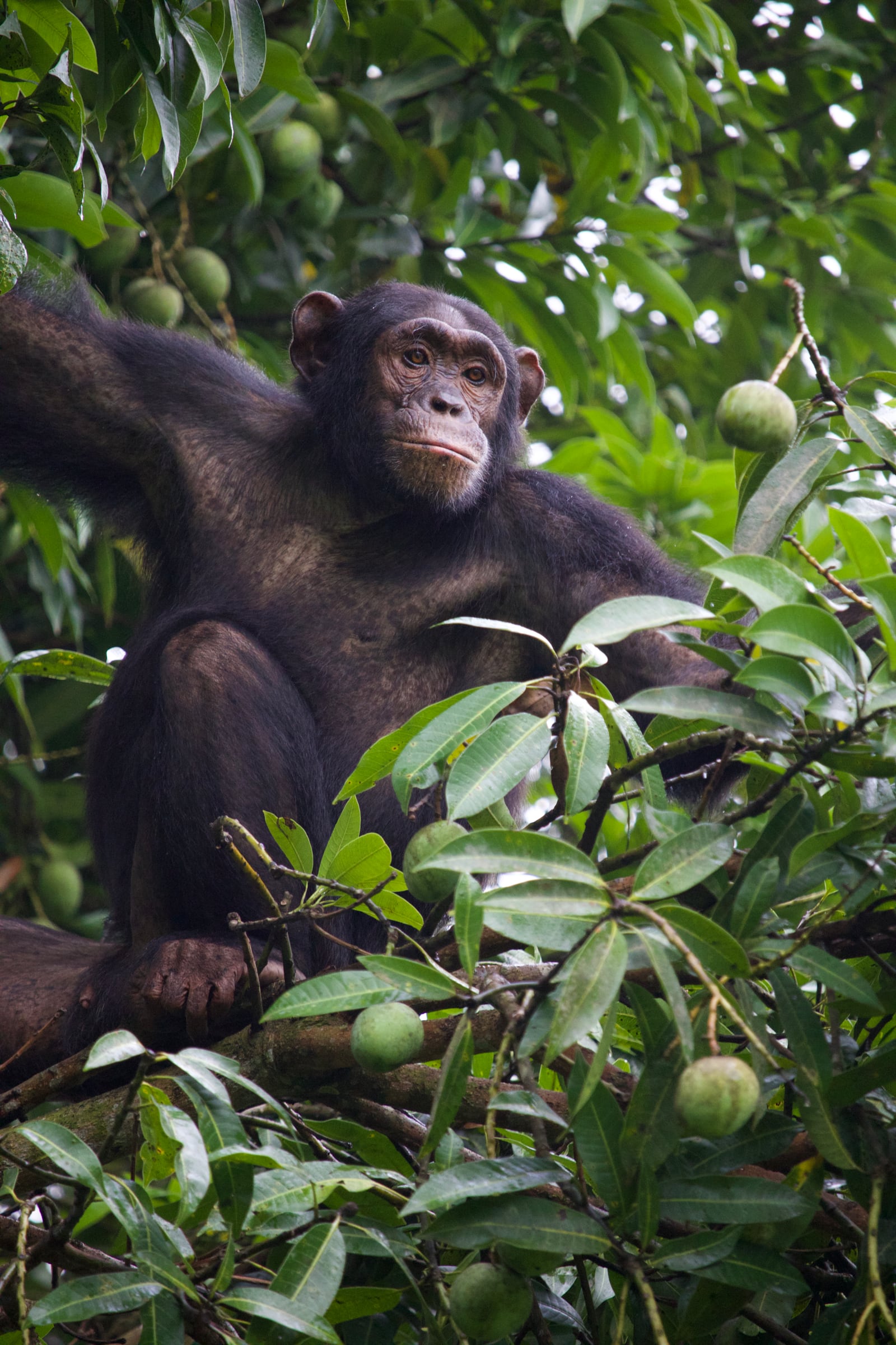 Male chimp in tree