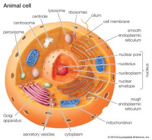 Figure 1. Schematic representation of an animal cell. Encyclopaedia Britannica, 2010. kids.britannica.com