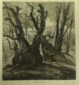 Illustration of 'Etna Chestnut trees'