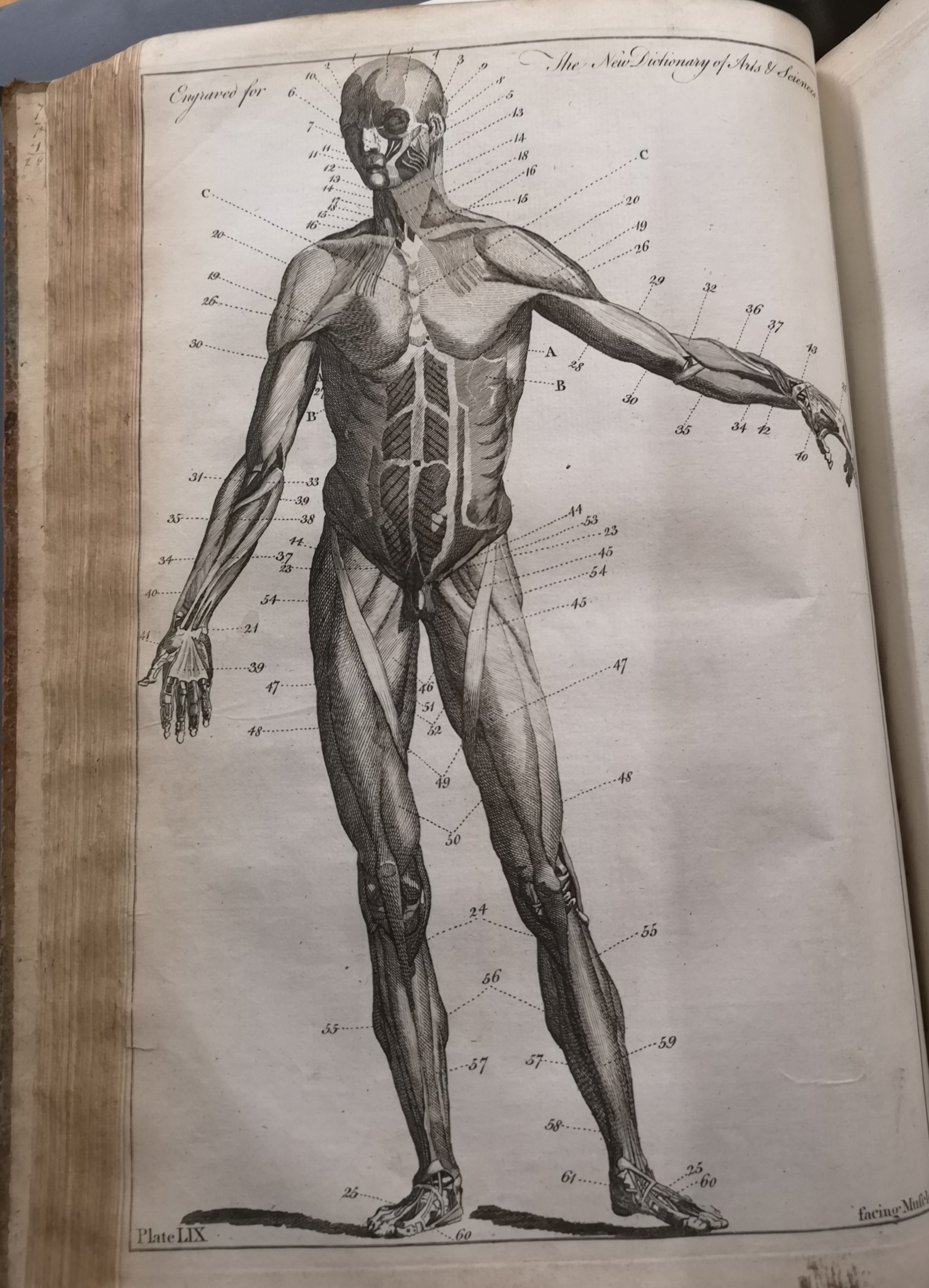 Anatomical drawing of man