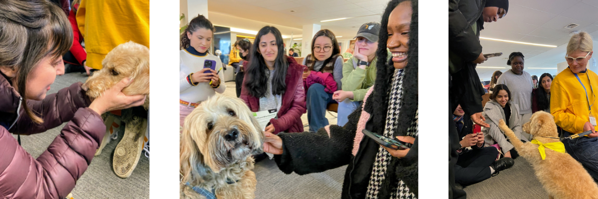 Collage of three photos showing therapy dogs in Nexus with students