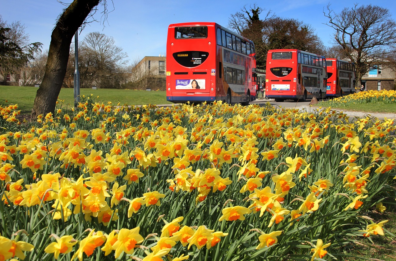 Buses at the Keynes bus stop, with daffodils in the foreground. 