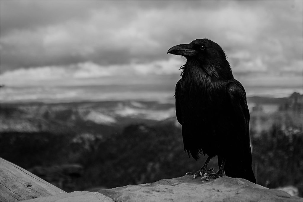Gothic crow