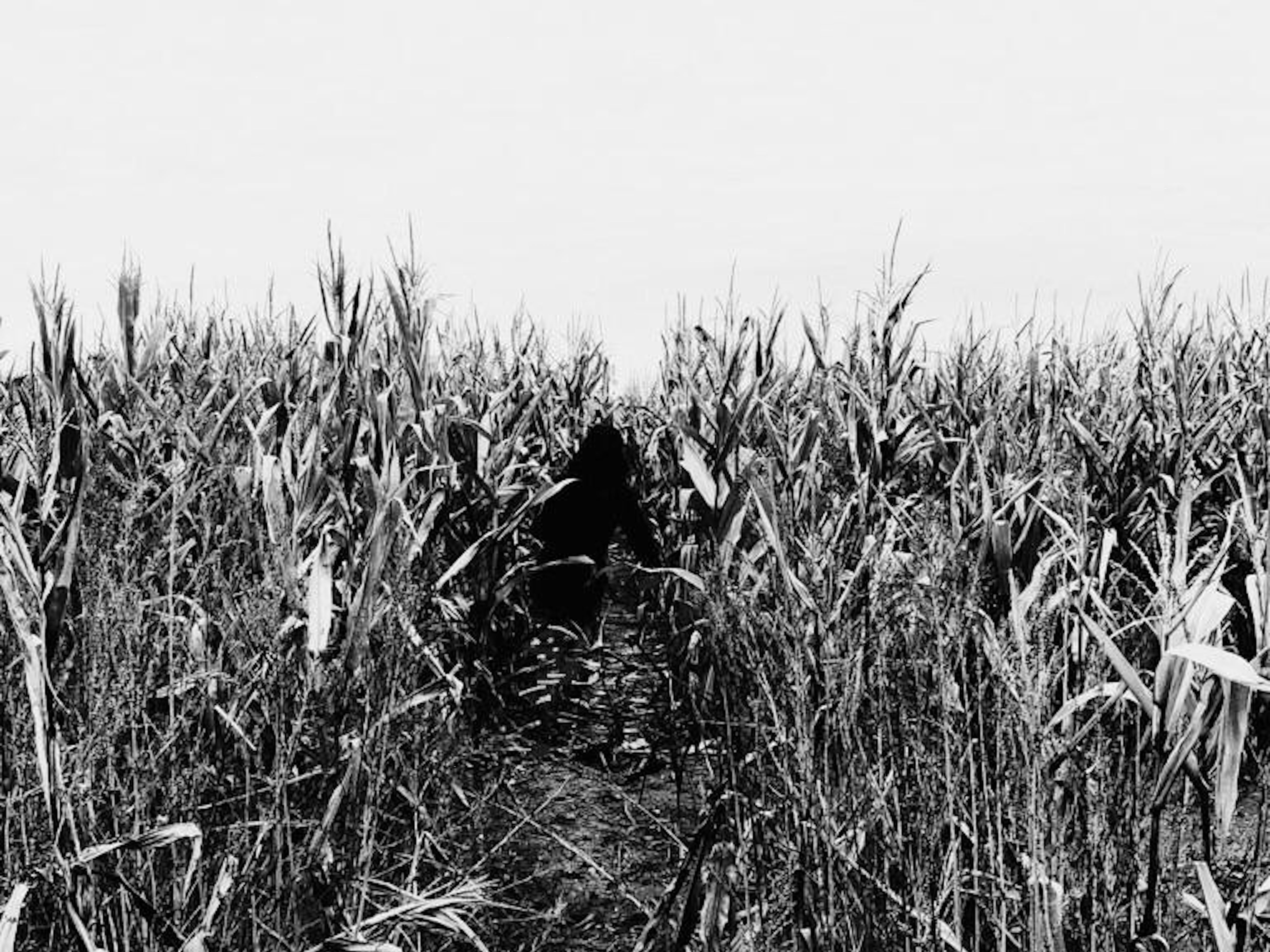 A monochrome photograph of a wheatfield which was used as the front cover for Dr Sayad's book The Ghost in the Image