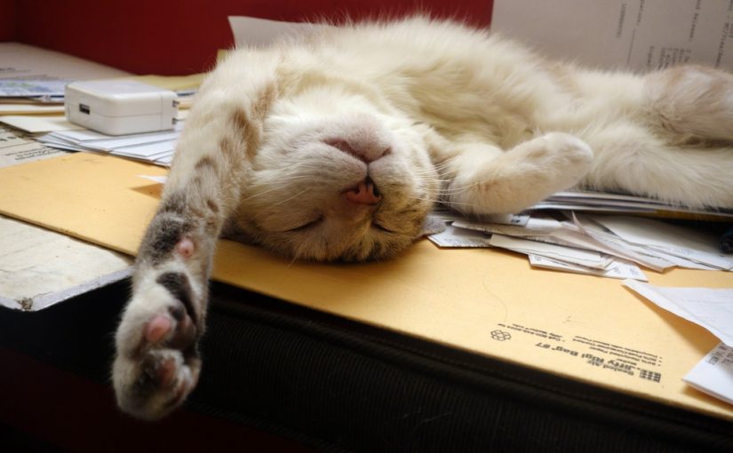 Photograph of a cat stretched out on its back on a desk of papers, asleep. It has a blissful expression.