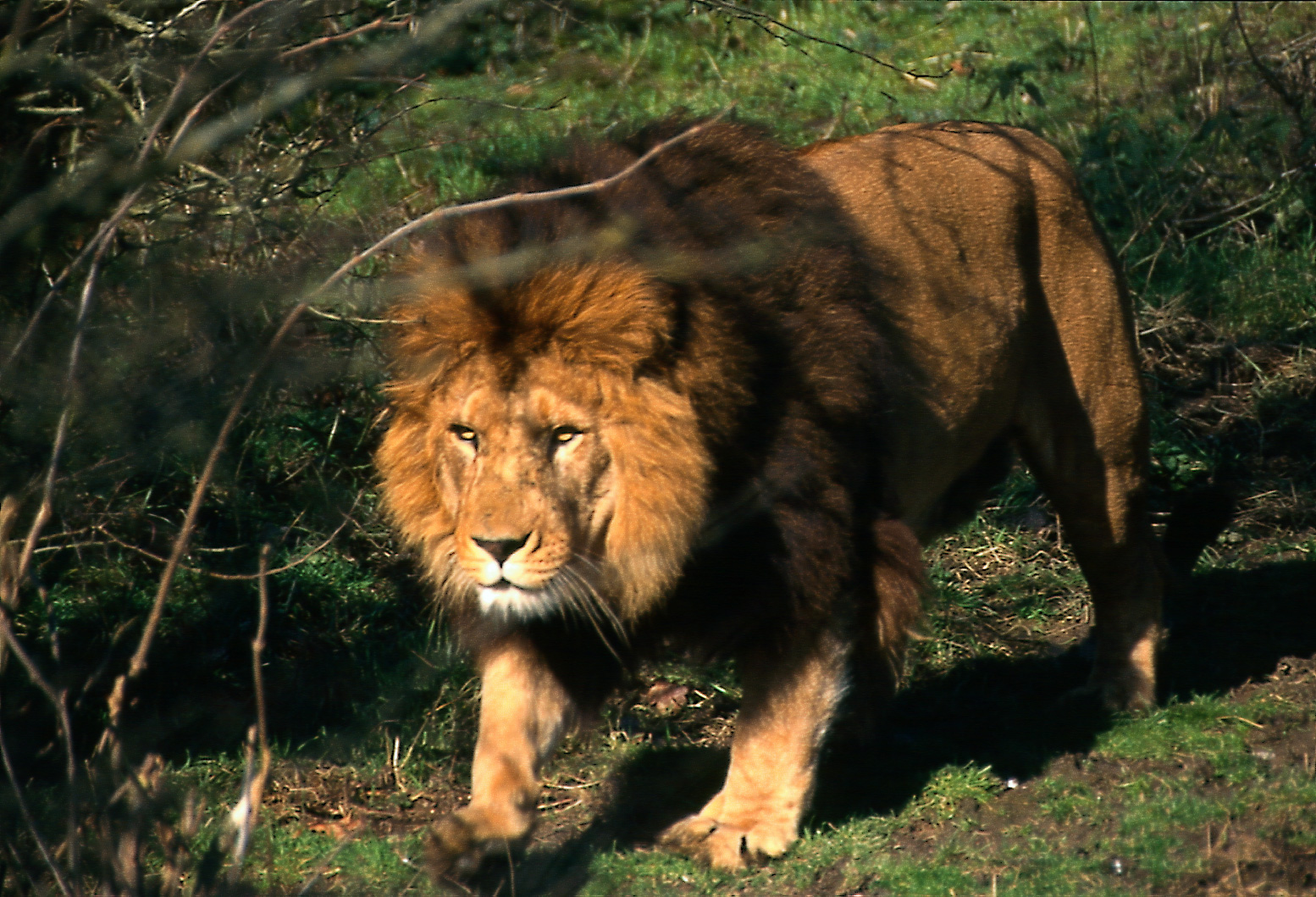 Moroccan lions in zoos today | Barbary Lion