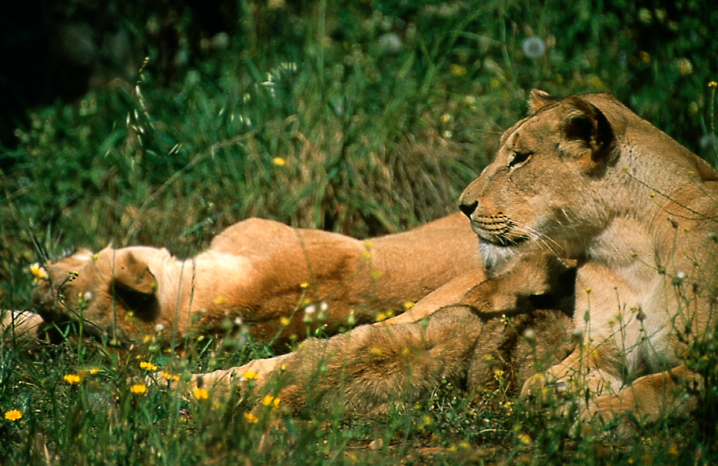 Moroccan lions in zoos today Barbary Lion