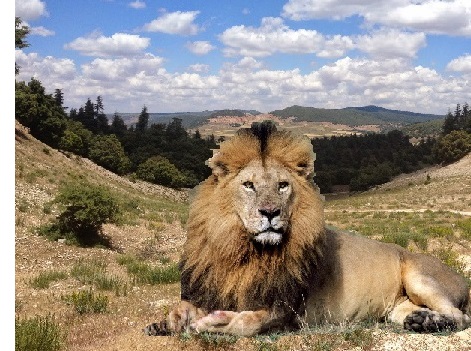 african lion extinct in the wild
