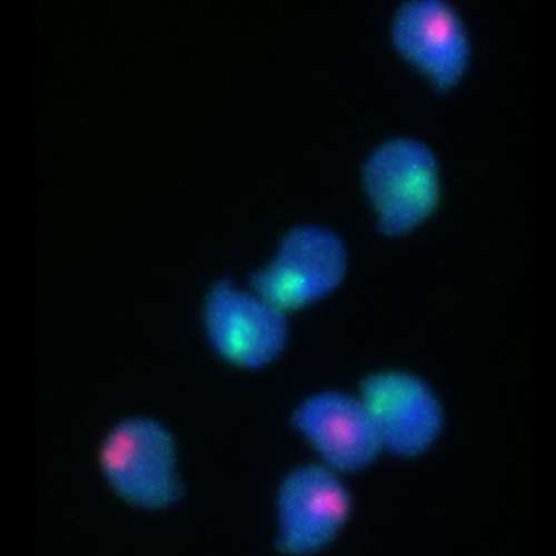 image of x and y chromosomes labelled in different colours