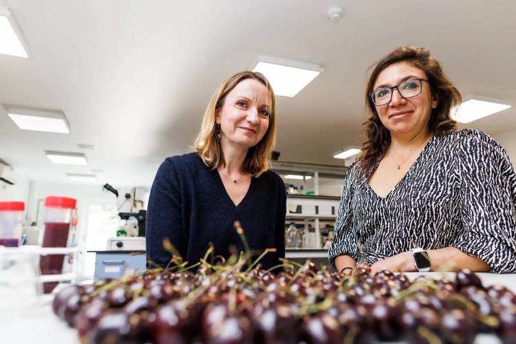 Dr Marina Ezcurra and Dr Jenny Tullet in a lab with cherries