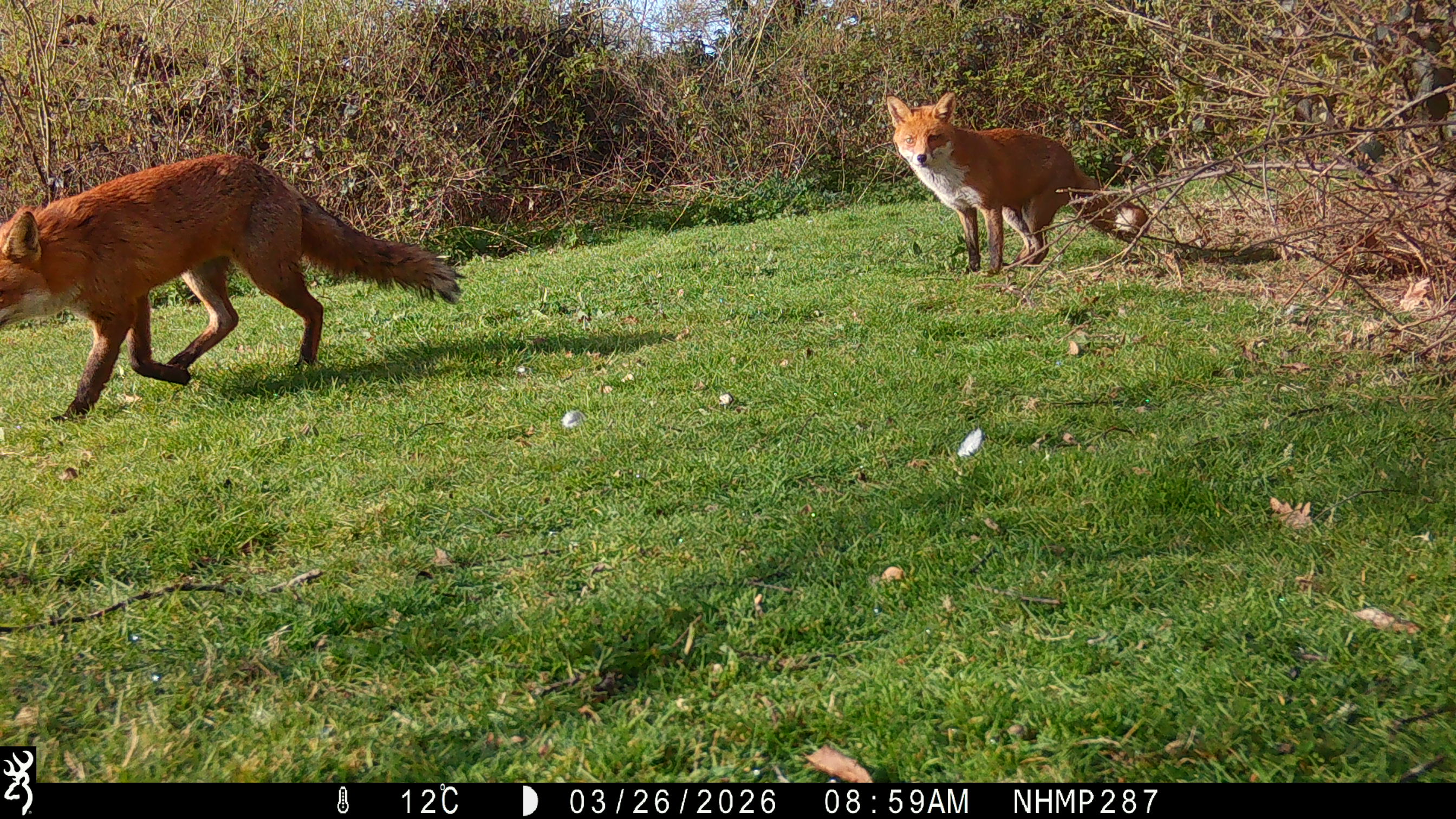 Foxes on a grassy landscape