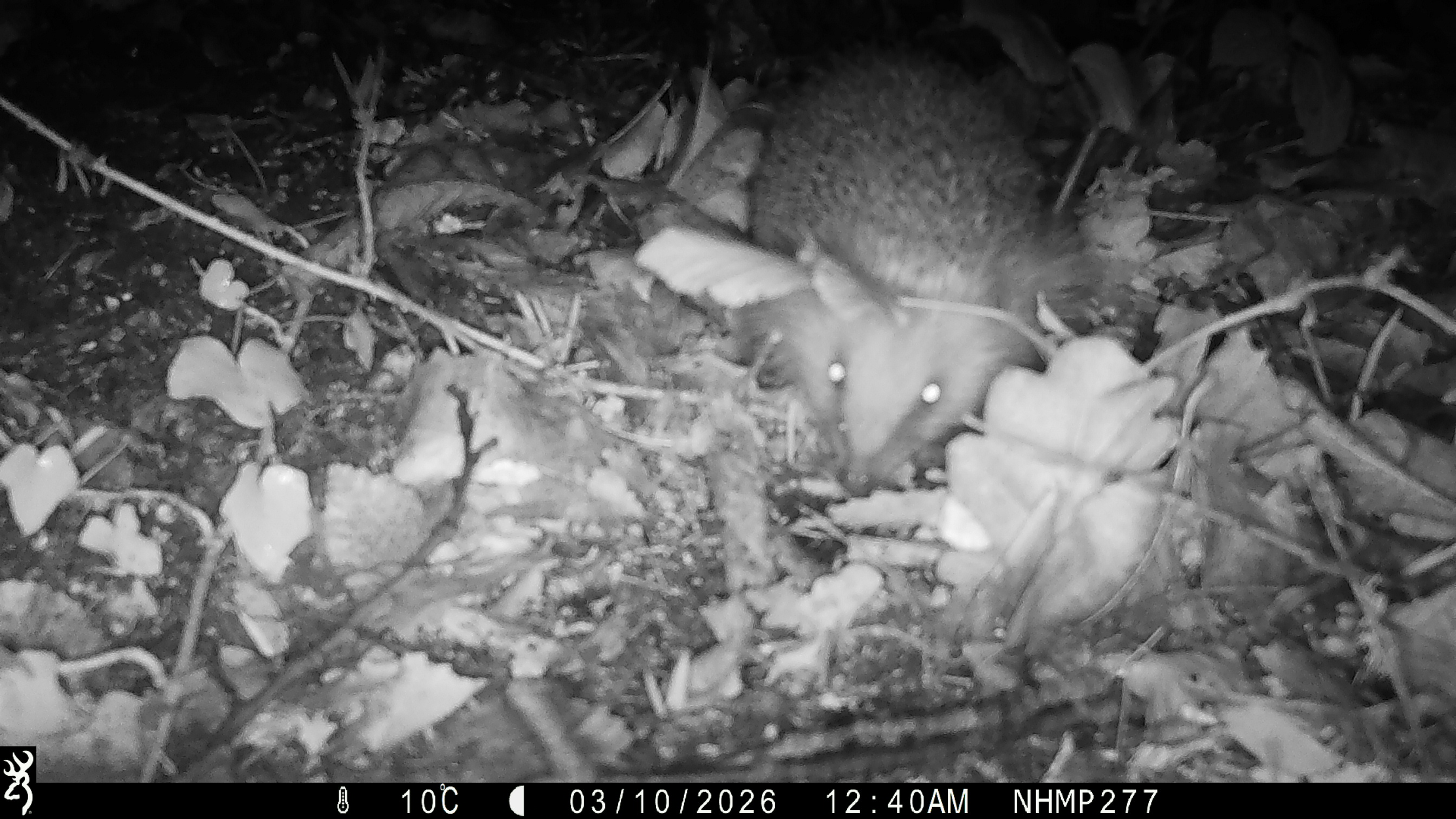 A hedgehog captured on nighttime camera