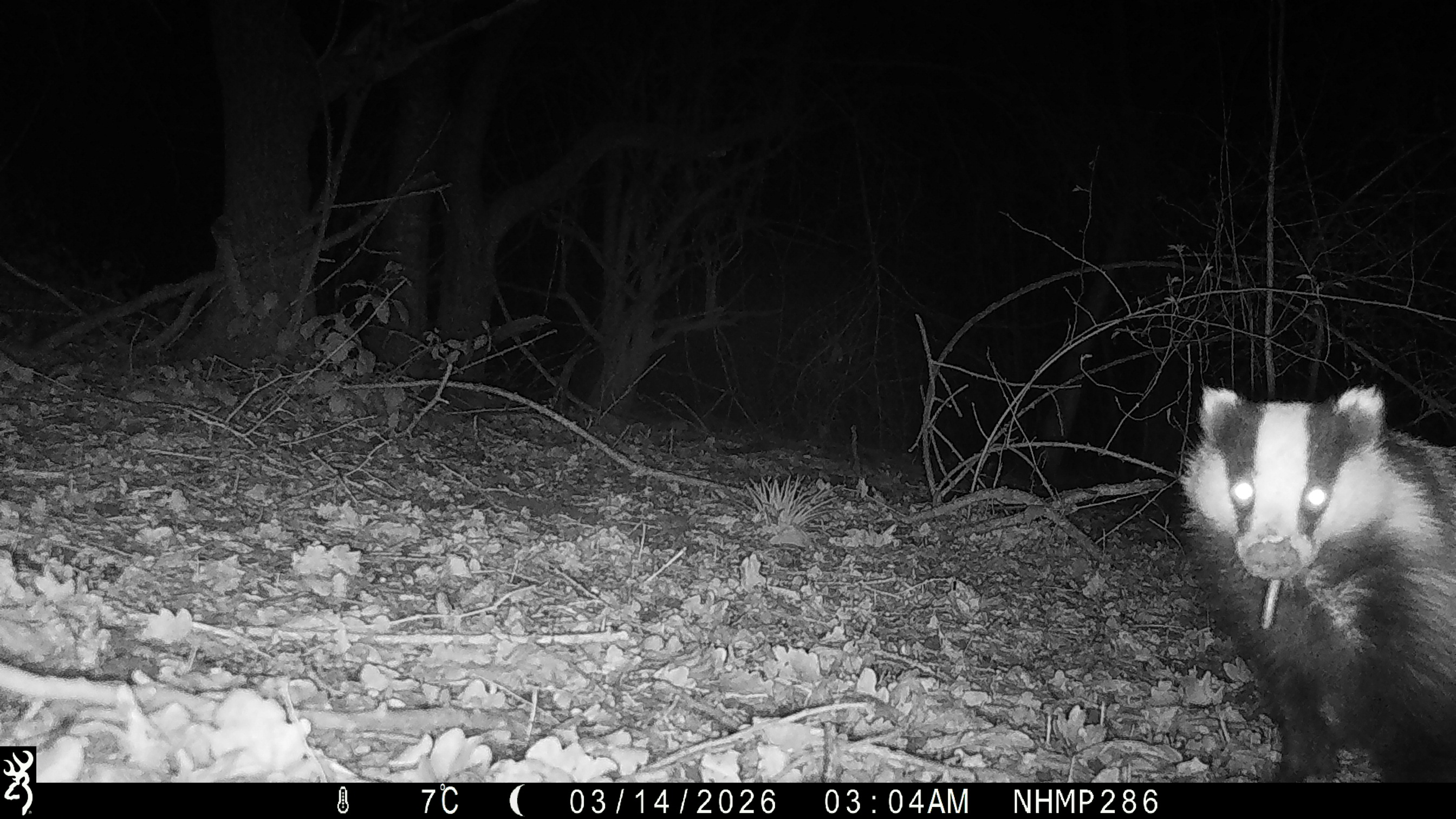 A badger looking into the camera at nighttime