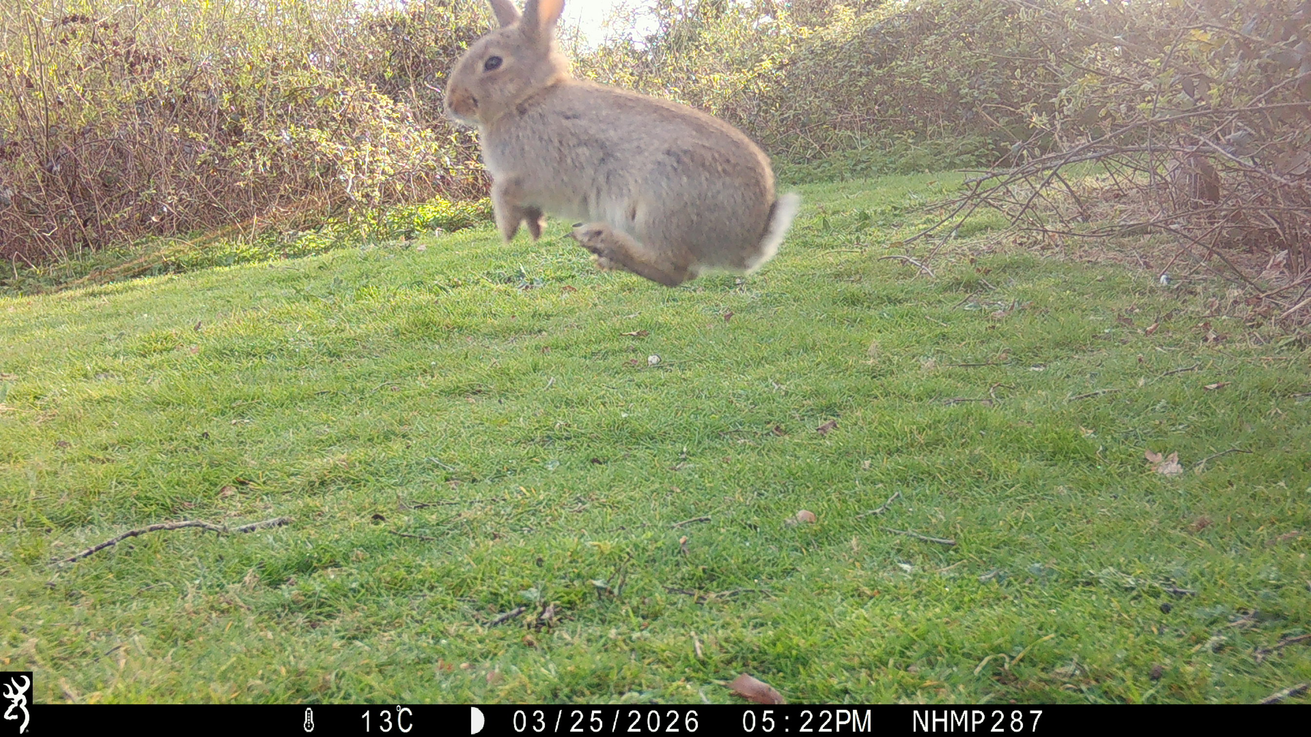 A rabbit hopping in the air over a grassy landscape