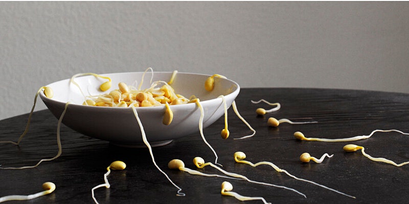 A plain white bowl with beansprouts scattered around it represents fertilization