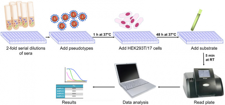 Influenza pseudotype-based functional assays for measuring HA head, HA ...