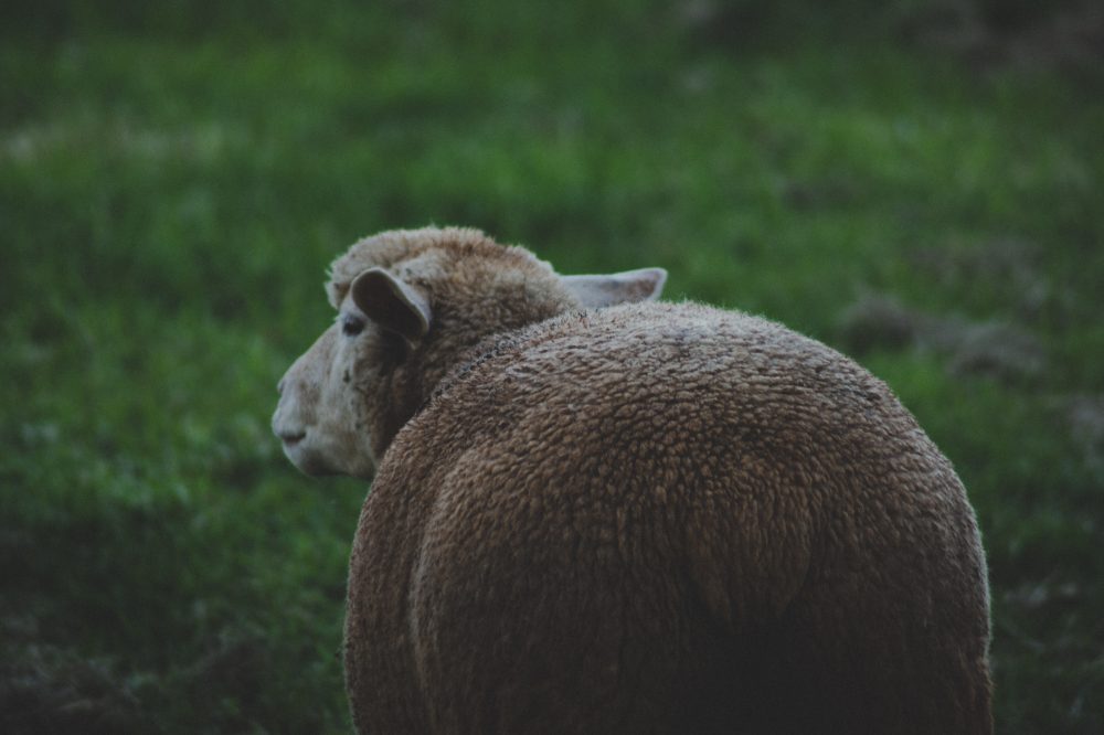 Sheep facing away from camera