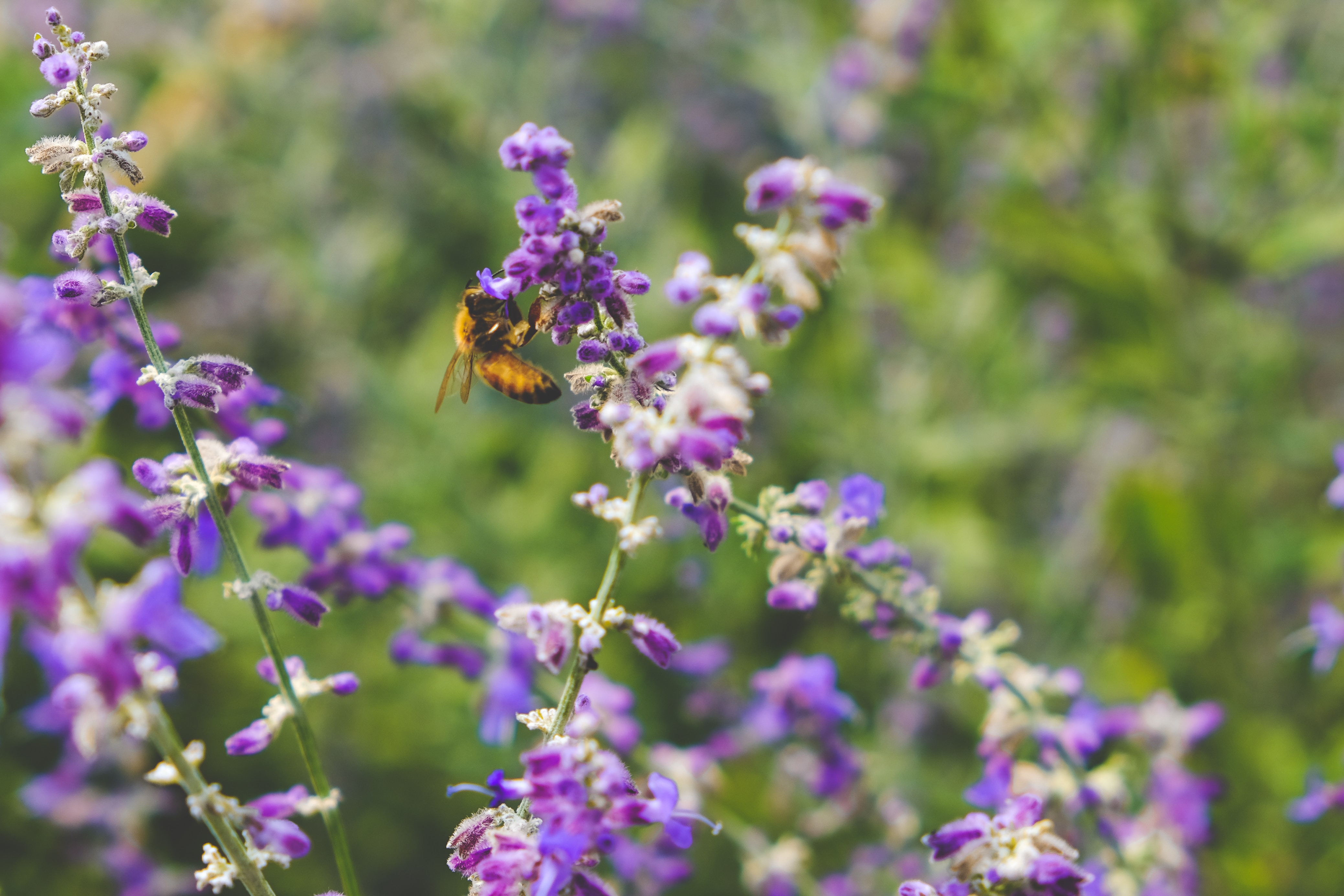 A bee on purple flowers
