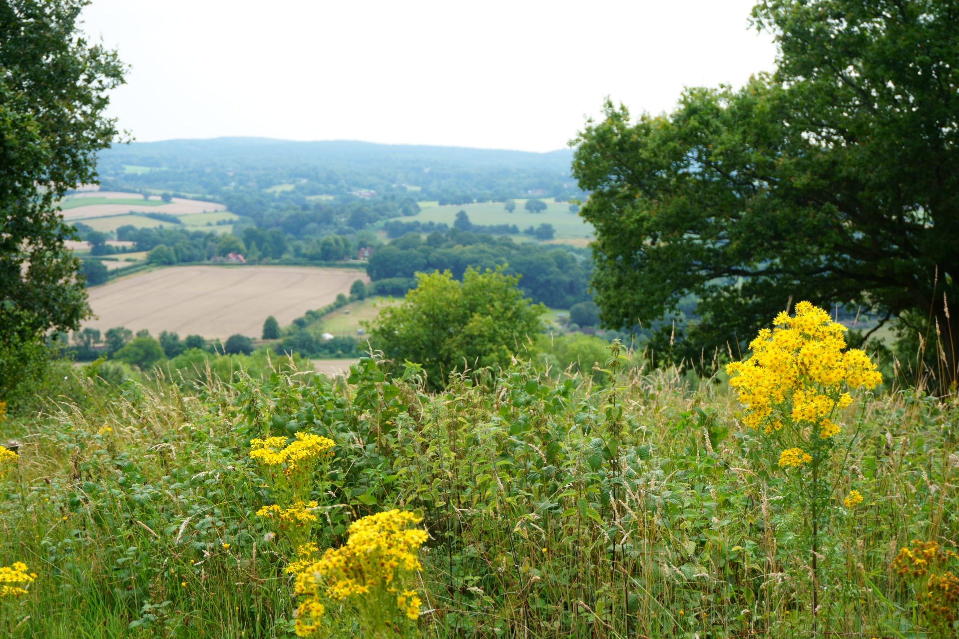 A view of the Kent countryside in summer