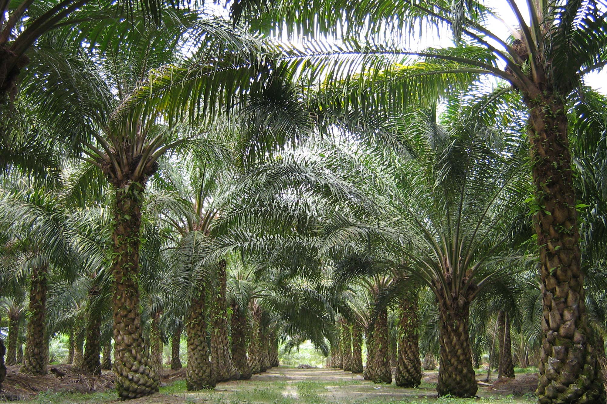 Oil palm in Malaysia