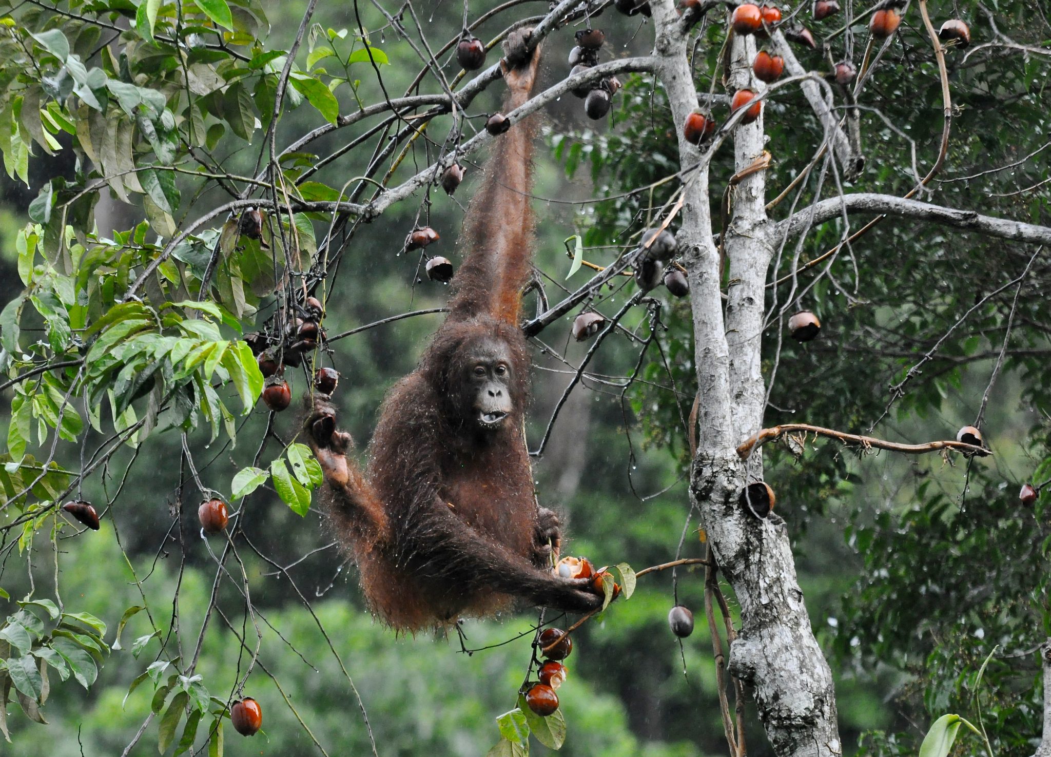 Arboreal orangutan eating fruit