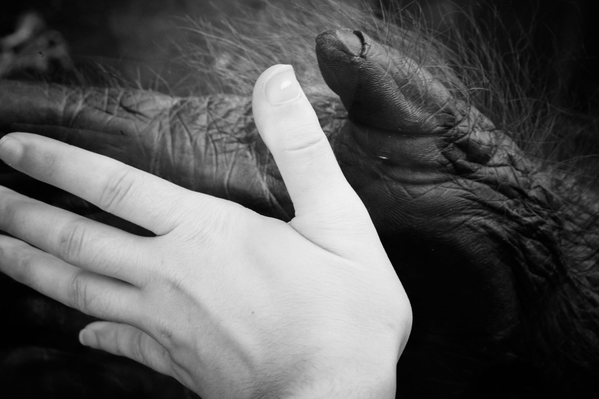 Ape and human hand