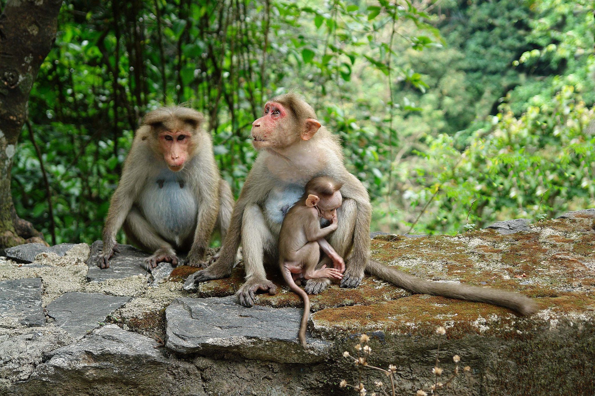 Primate family