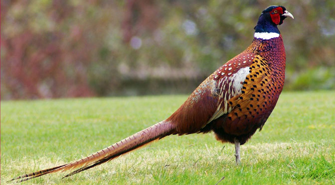 Pheasant - Gary Noon CC BY-SA 2.0