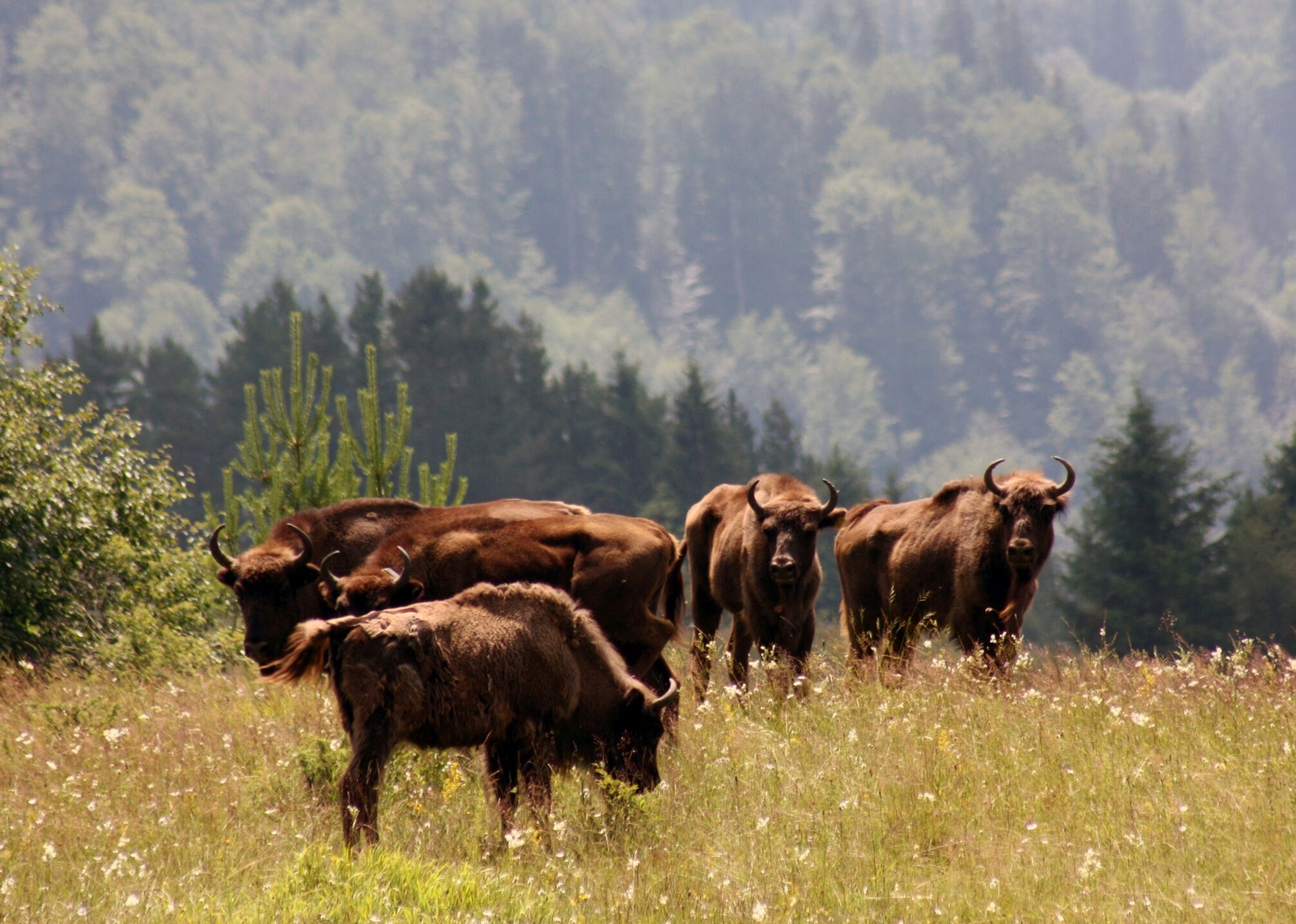 Roaming bison in Romania