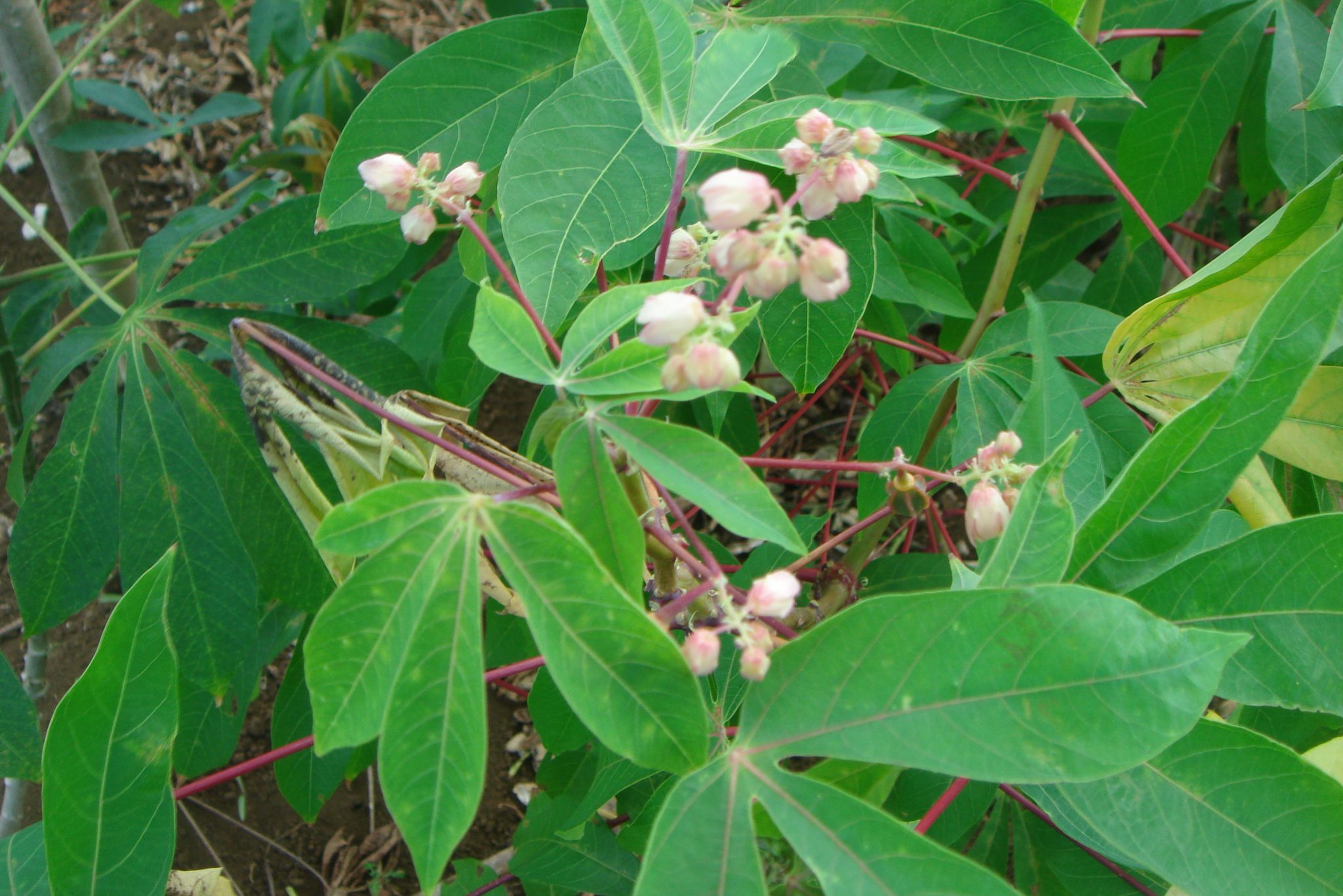 Cassava in flower