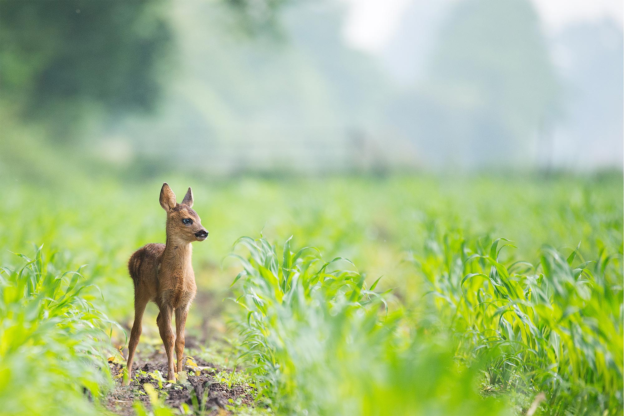 Baby deer in a grassy field