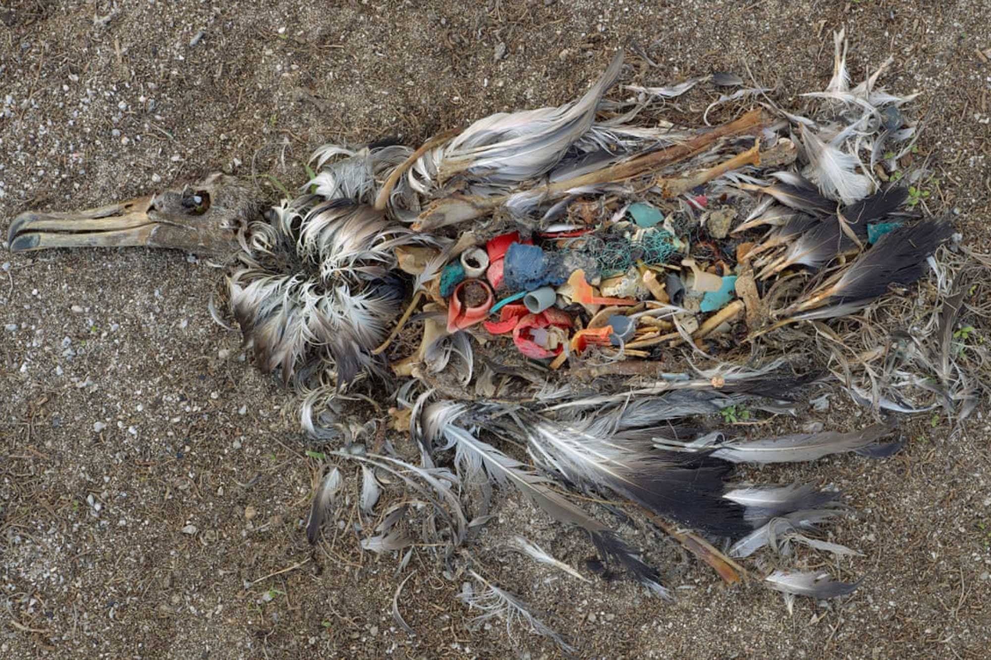 Albatross consumed by plastic