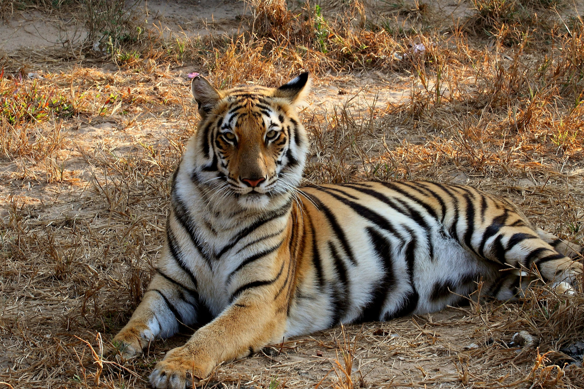 Begal tiger in the Sundarbans
