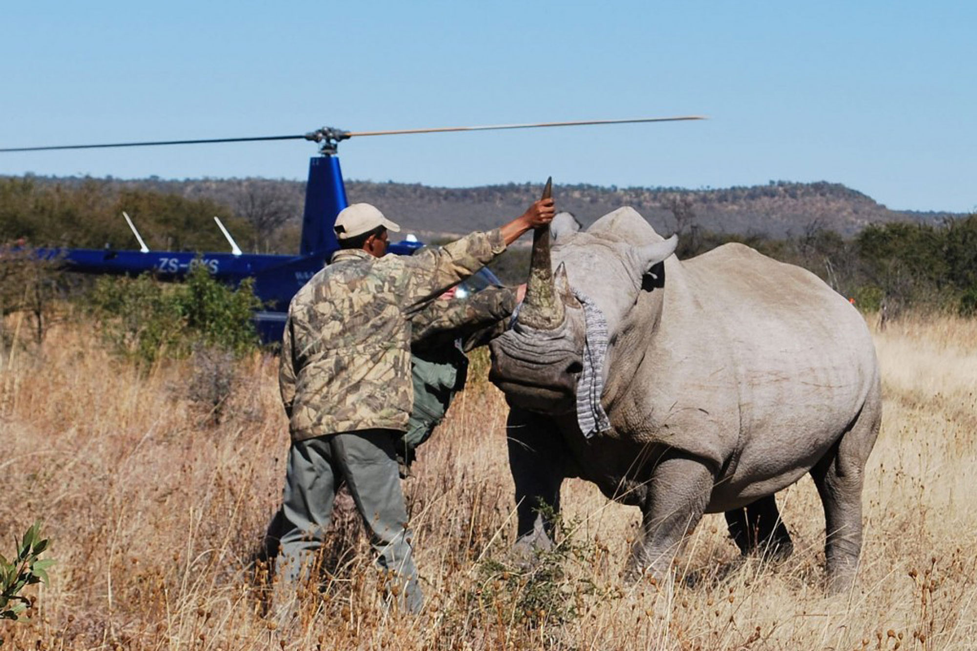 Rhino horn being poached