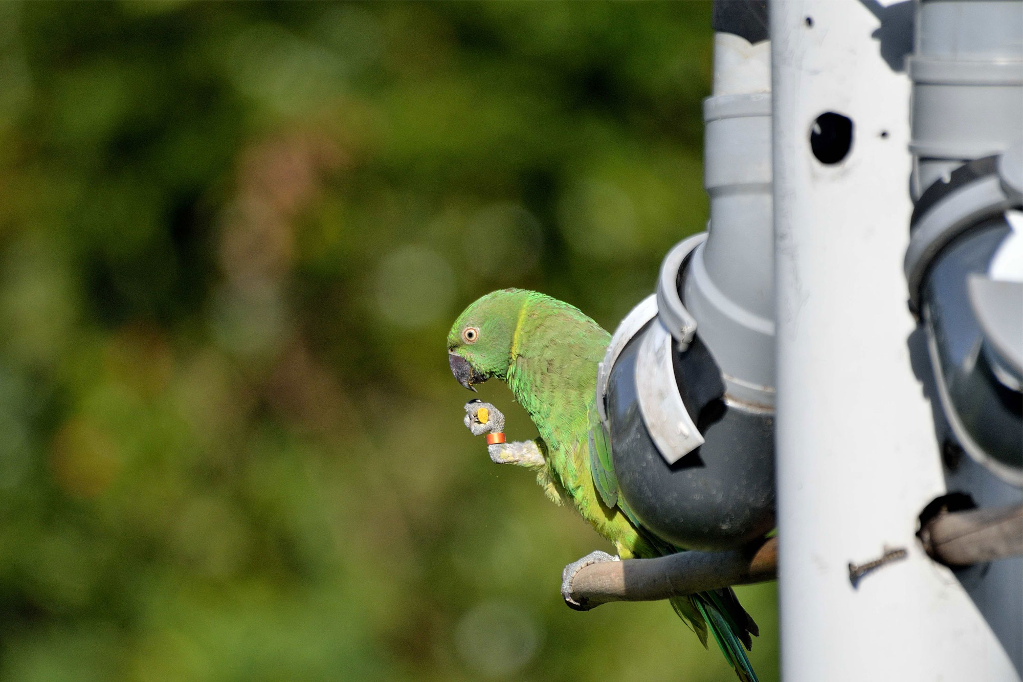 Mauritius parakeet feeding