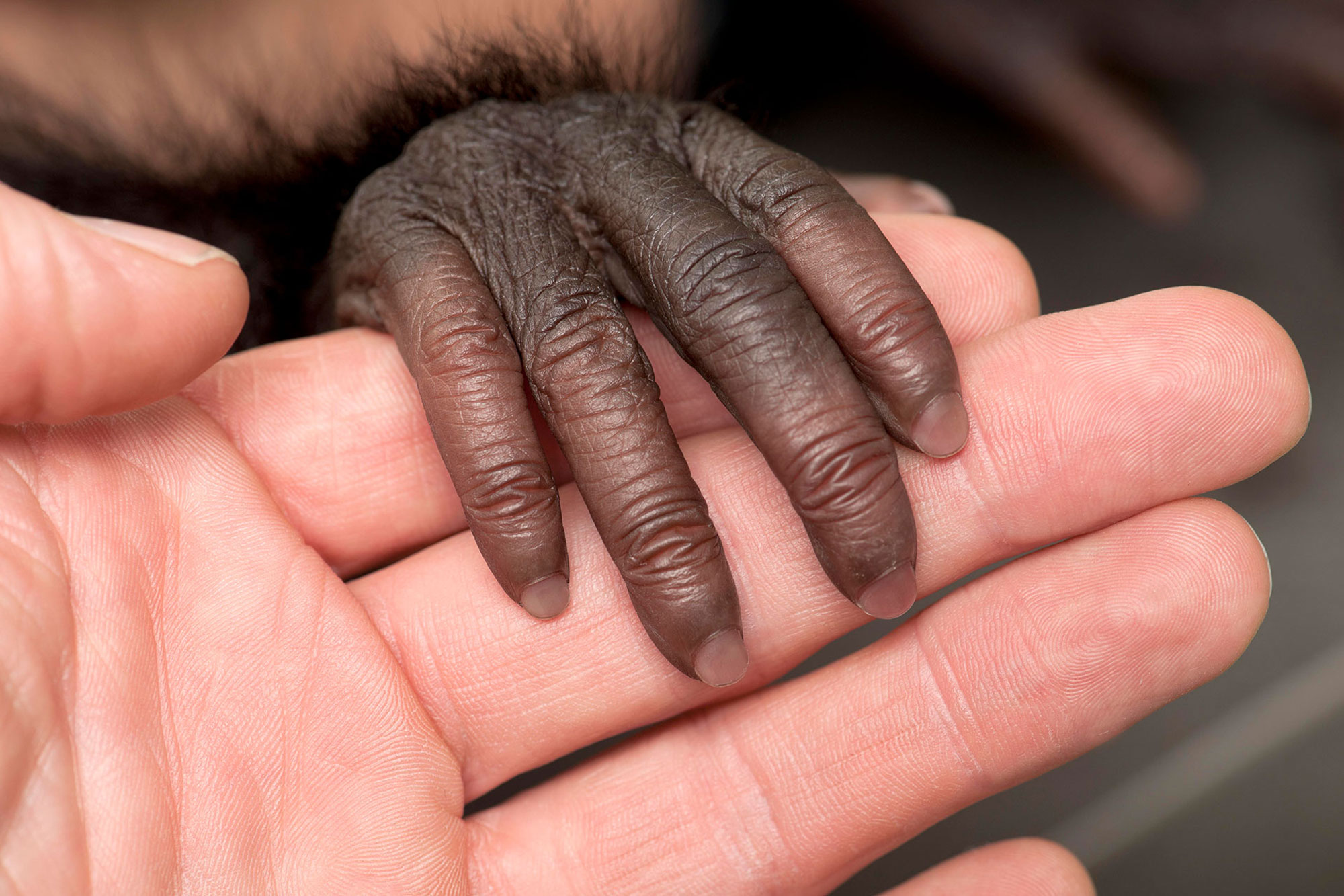 Primate hand on human hand