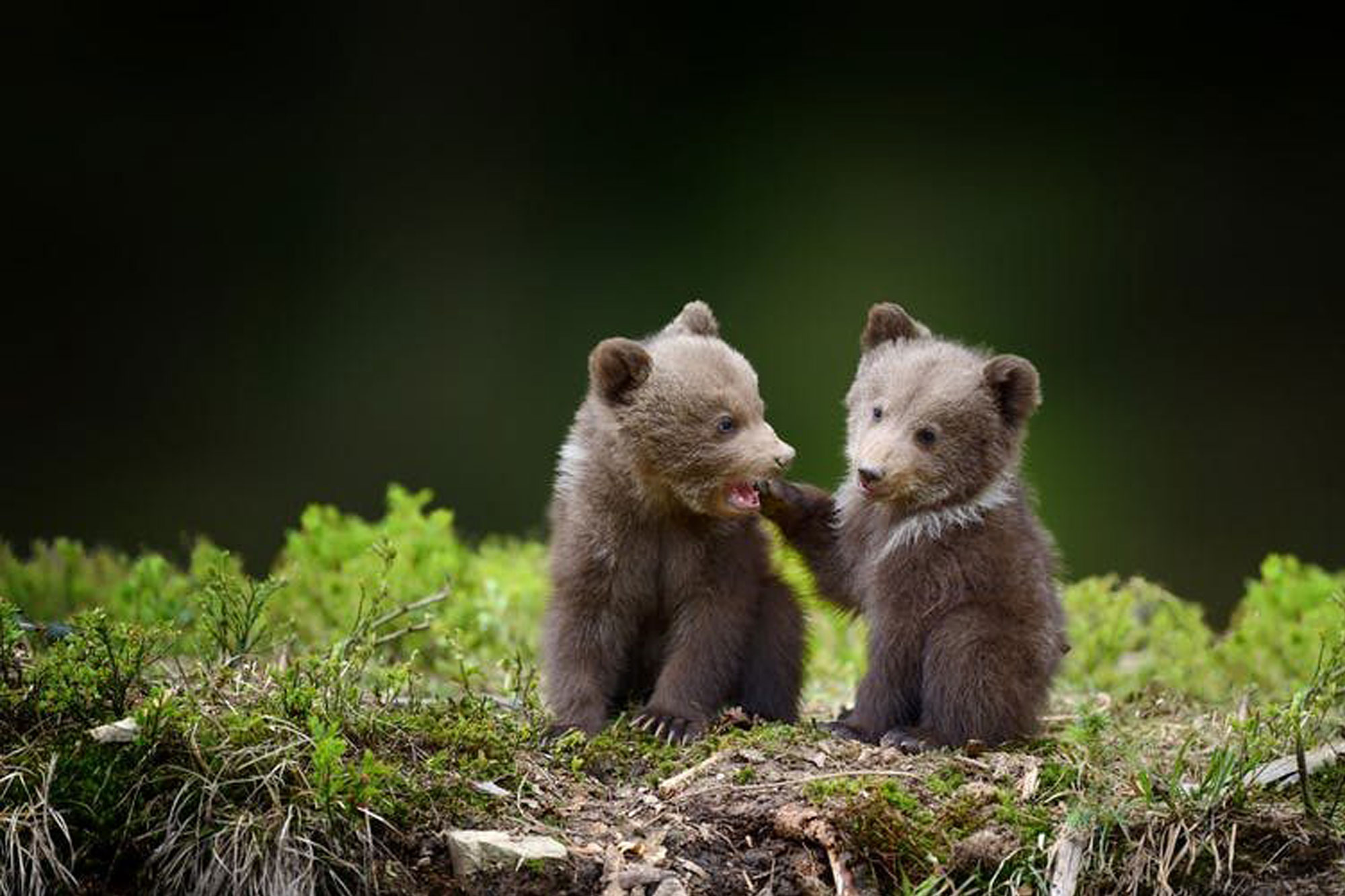 bear cubs in the forest