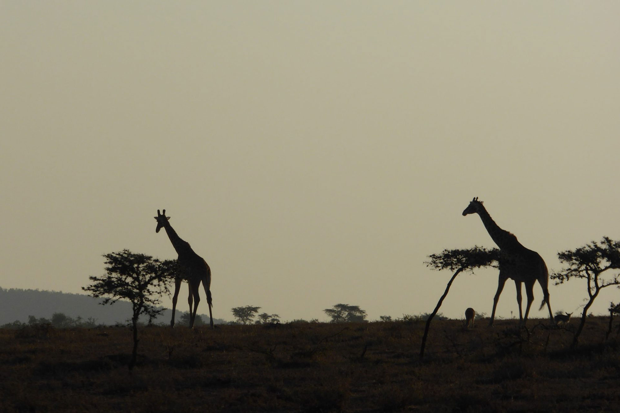 Giraffes at dusk