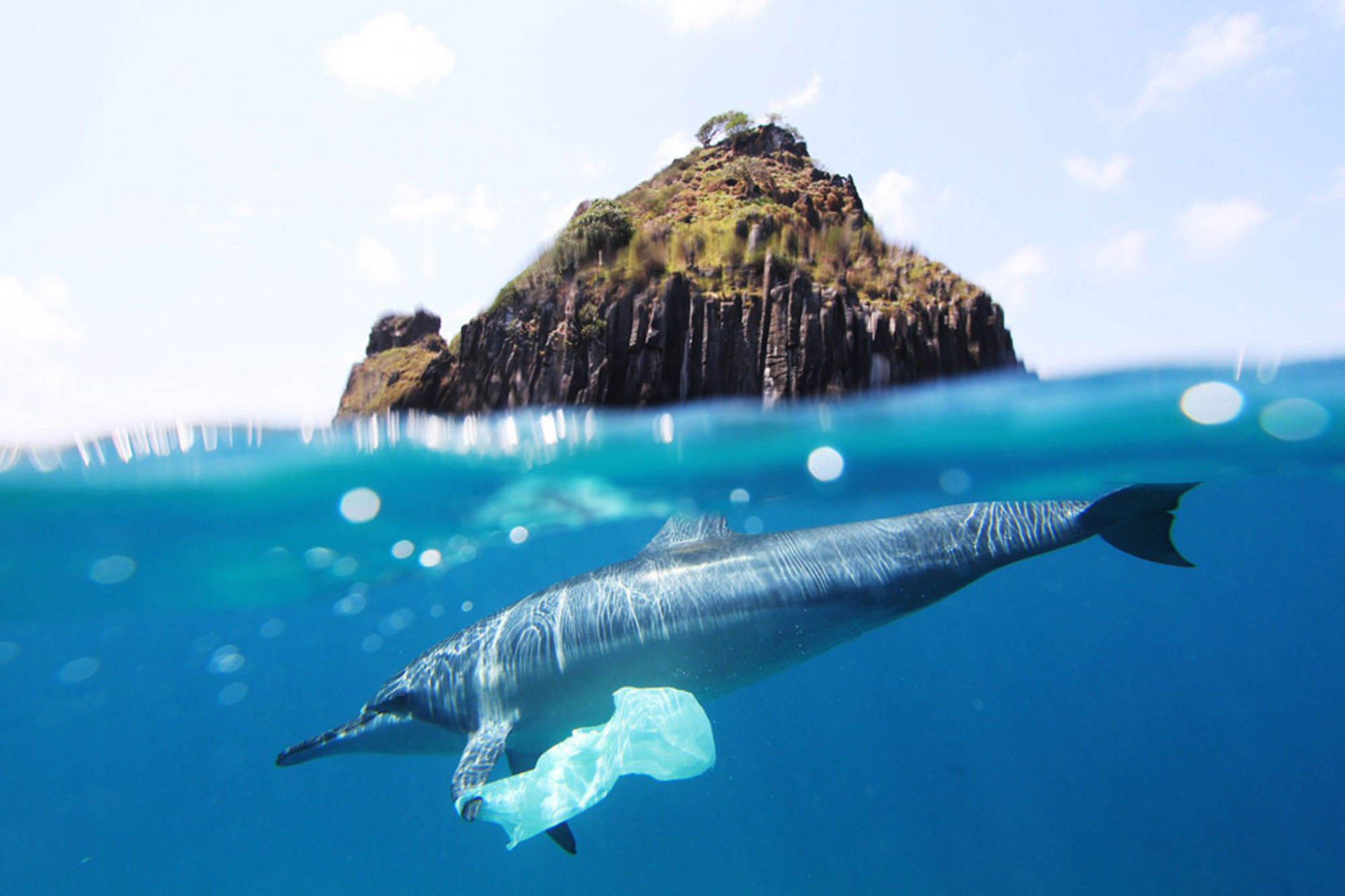 Dolphin ensnared in plastic bag at Fernando de noronha